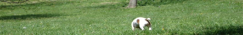 Weblog SOFTPAE header image 2