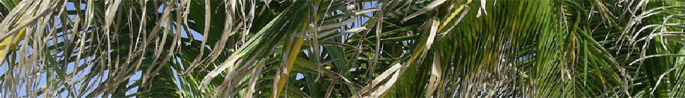 Weblog SOFTPAE header image 3